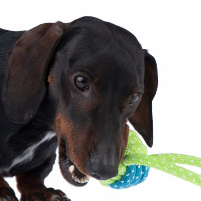 Hundespielzeug Limoen Ball & Seil