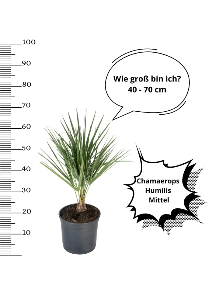 OH2 4er-Set: Palmenmischung in Grün günstig kaufen onesize