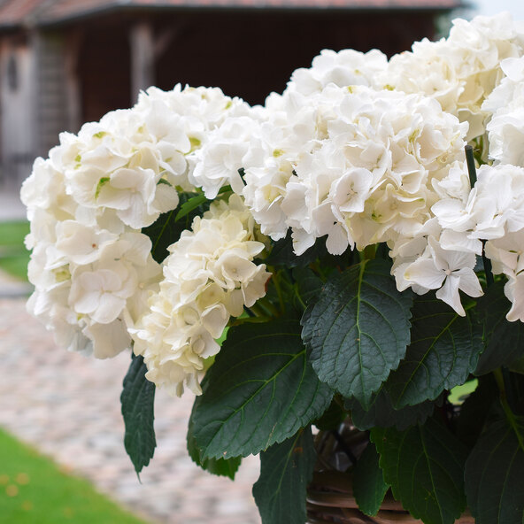 Bauernhortensie King Size Weiß