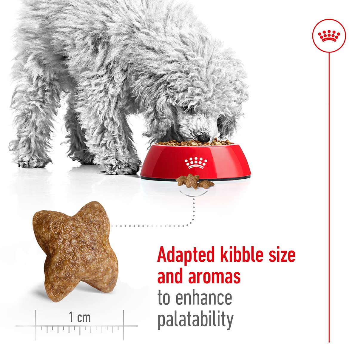 Royal Canin Size Health Nutrition Mini Adult kaufen bei ZooRoyal