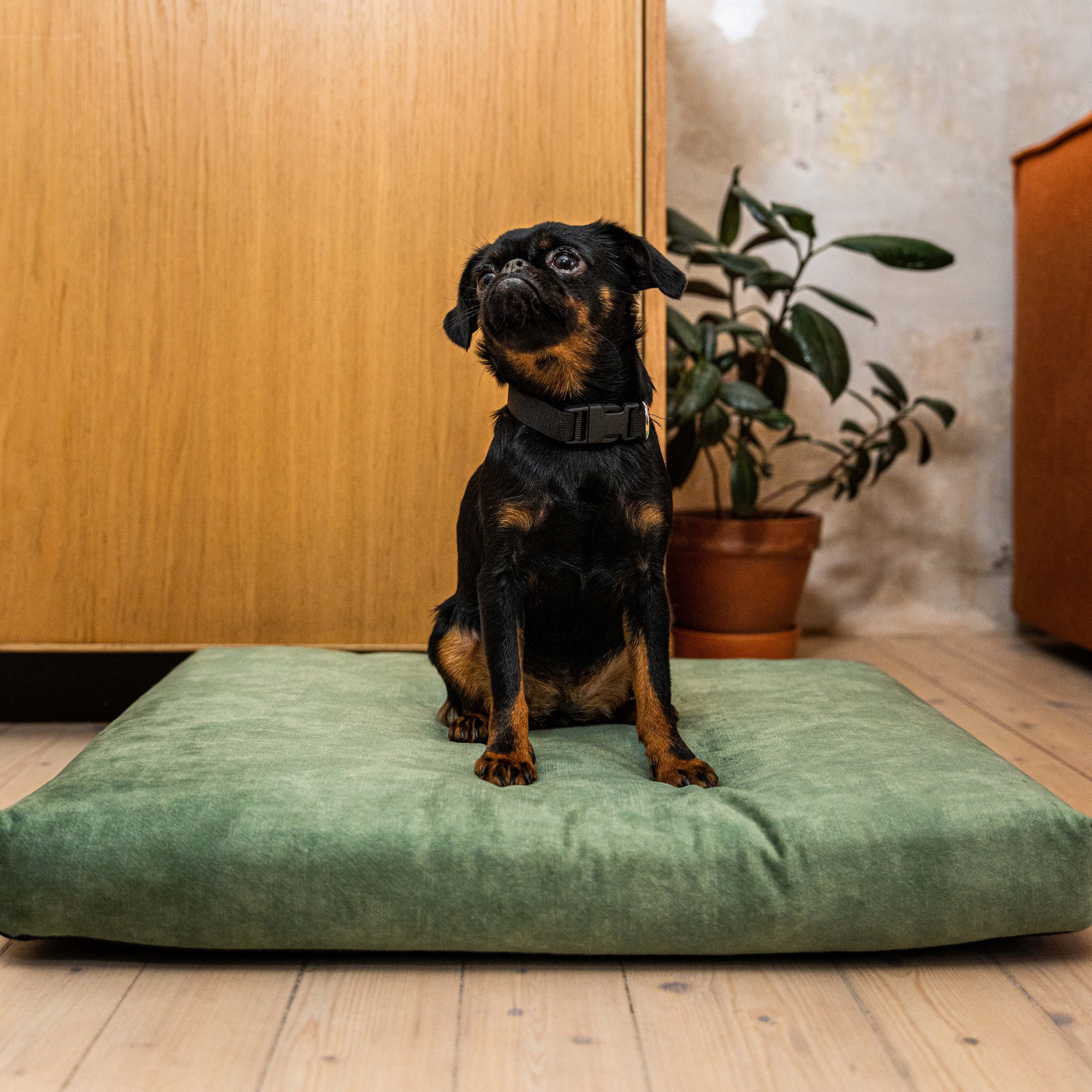 Rexproduct Hundematten Rexproduct SoftPet Matratze grün M