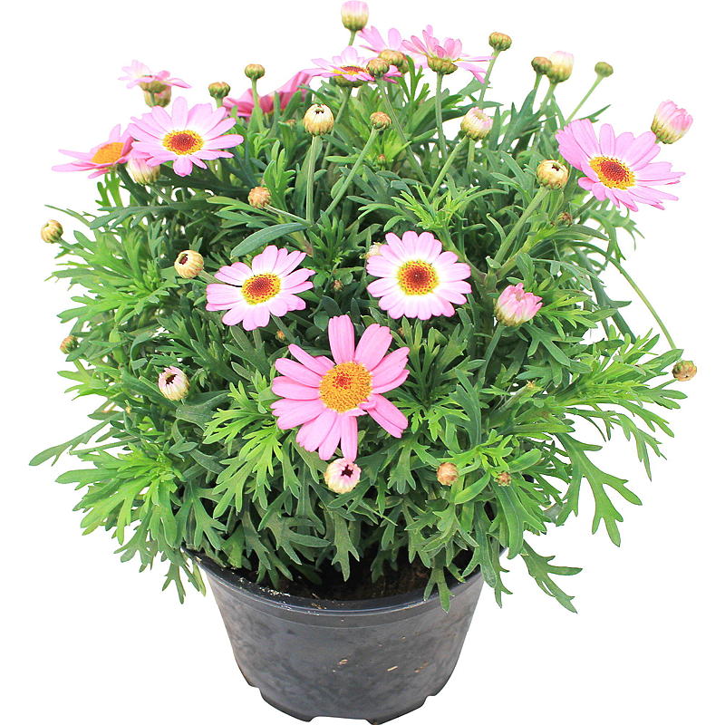 Margeritt farget P12, argyranthemum