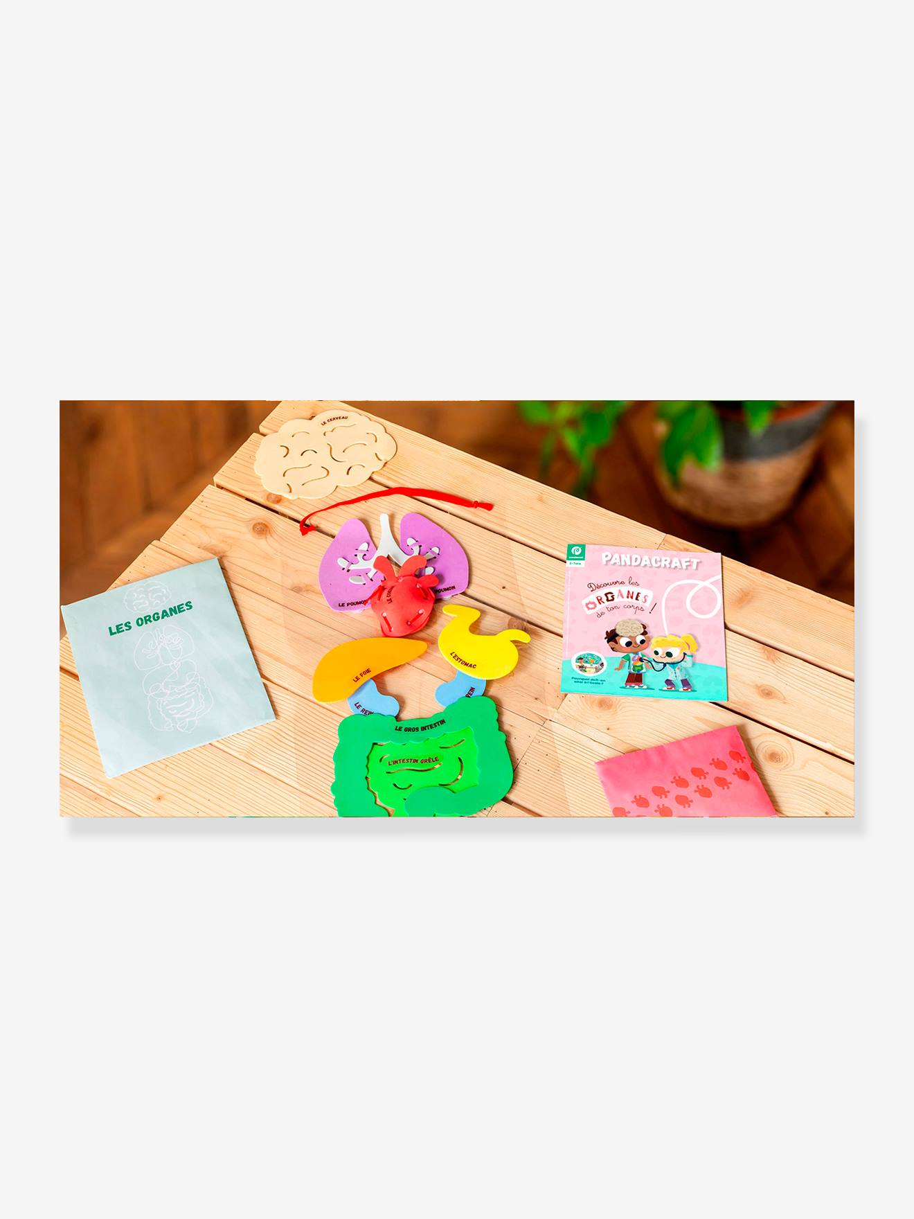 Kit Collector Les organes du corps 3/7 ans PANDACRAFT violet