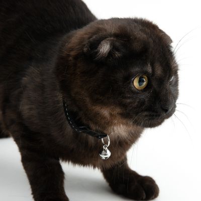 TIAKI Katzenhalsband Home