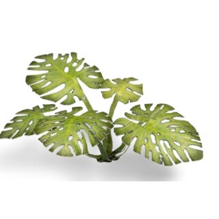 Monstera