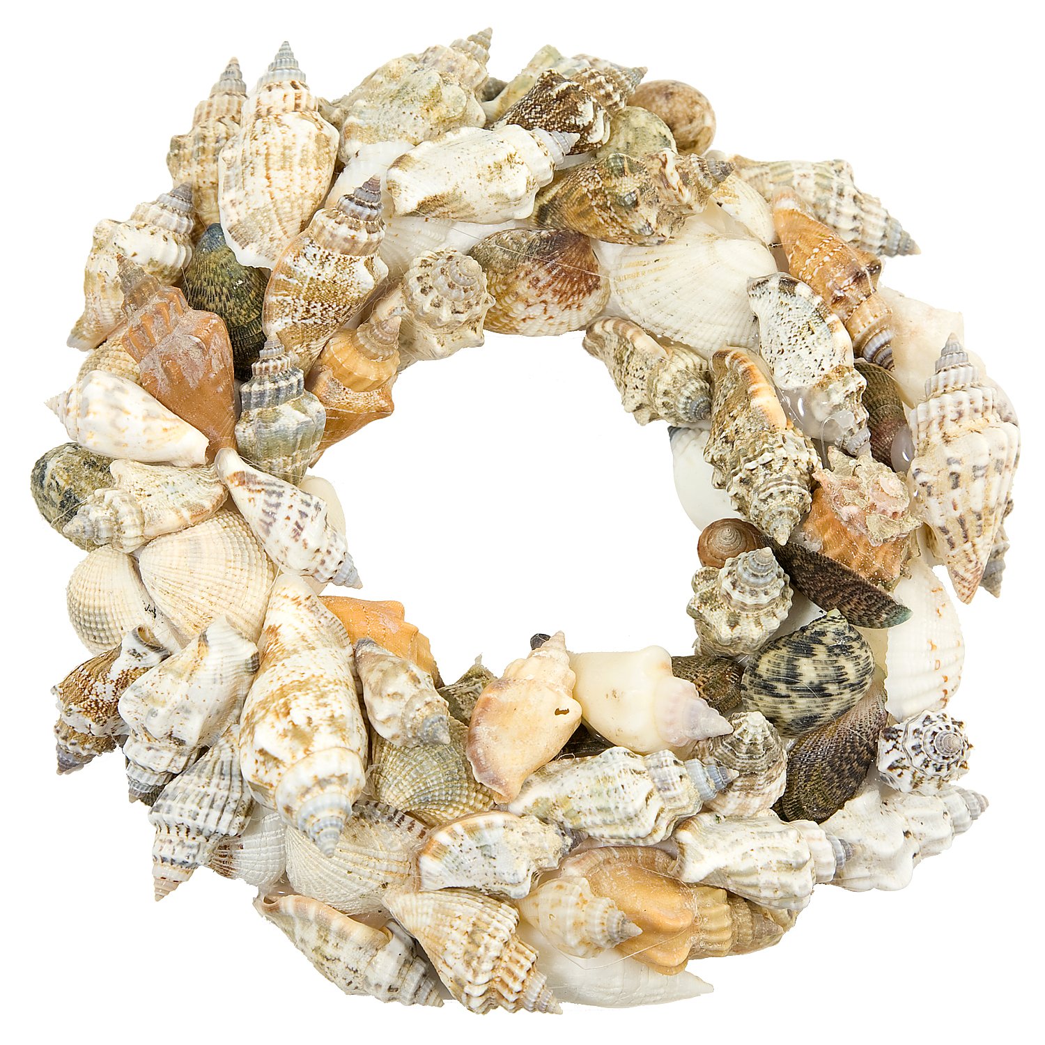 Echte Muschelschalen, 1–6 cm, 1 kg