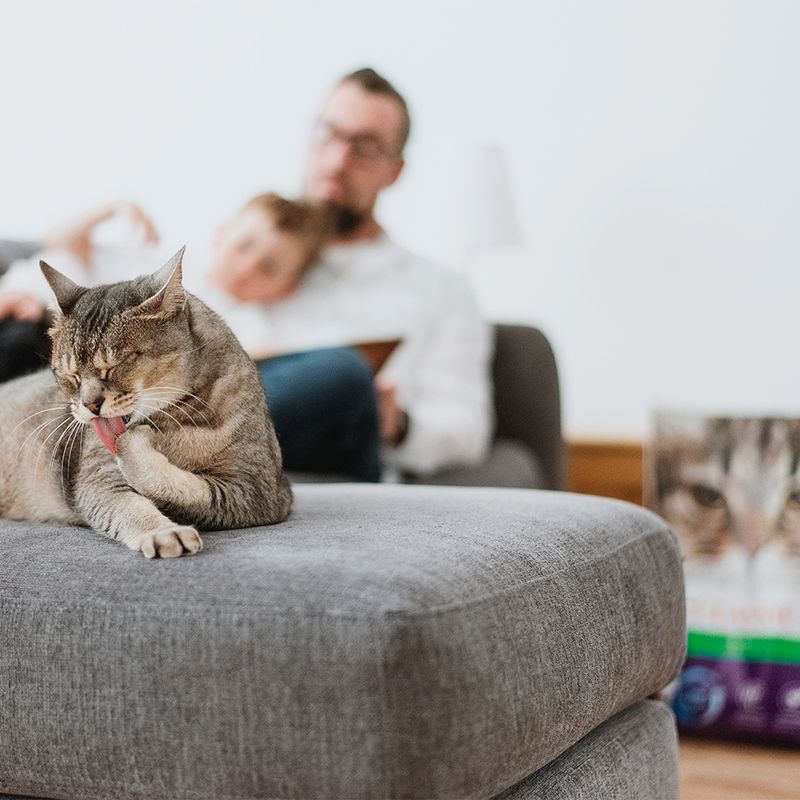 Intersand Classic Katzenstreu Pinienwald