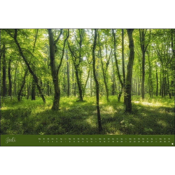 ZAUBERWÄLDER EDITION KALENDER 2024. WANDKALENDER XL - Kalender