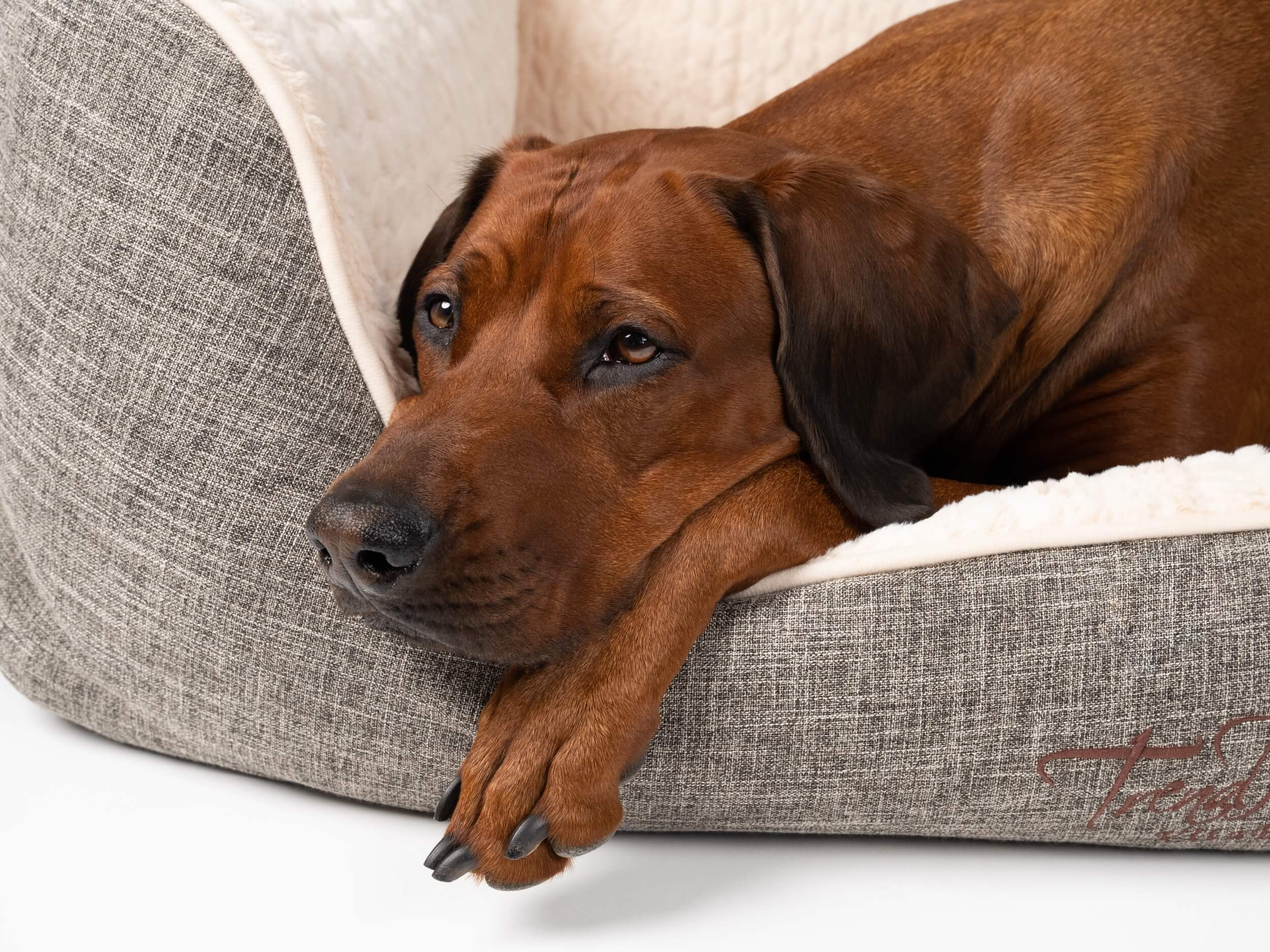 TrendPet Hundebetten TrendPet VitaBed Classic orthopädisches Hundebett beige L