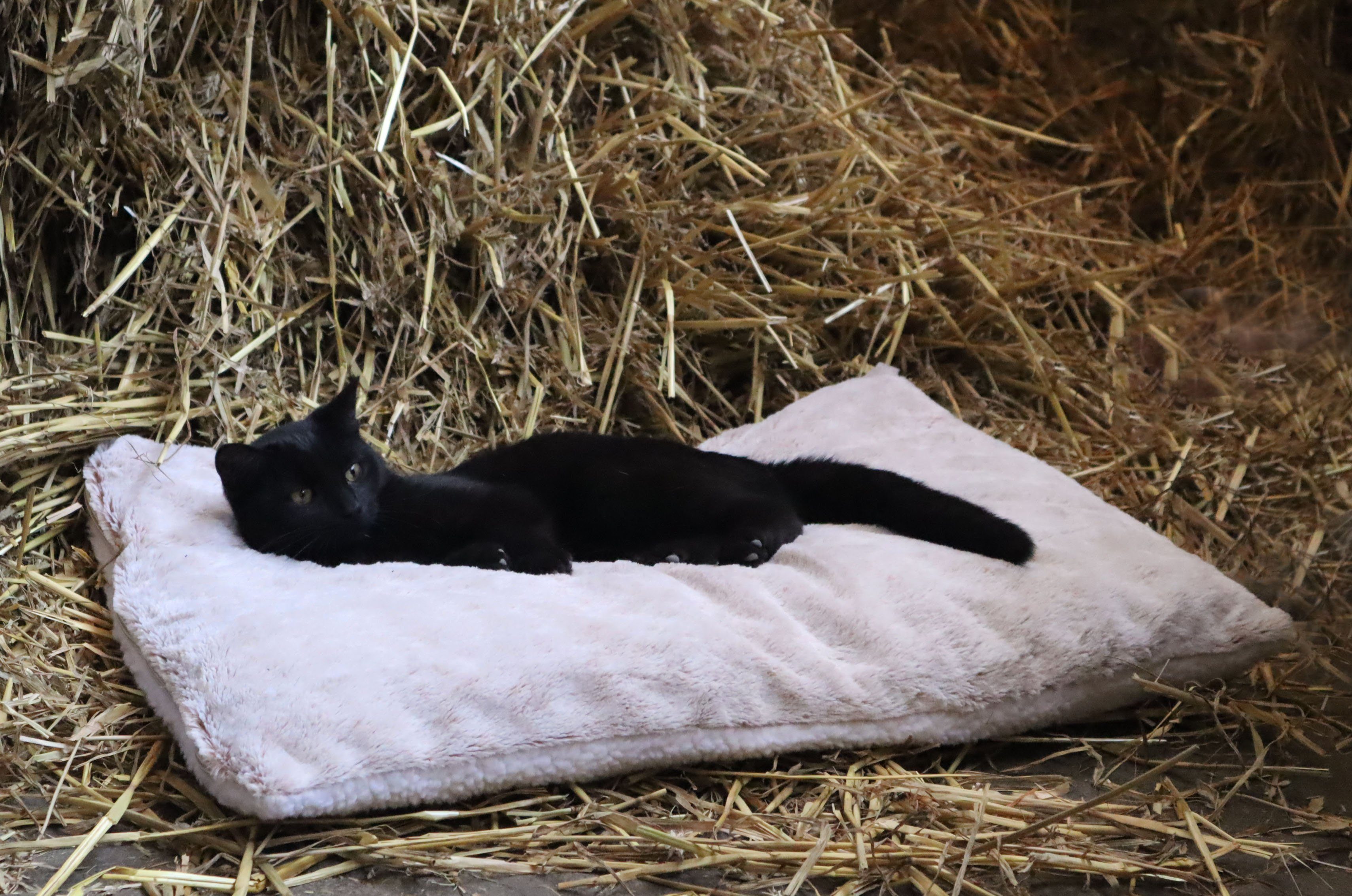 Angel's Pride Tierdecke Wärmedecke Superior für Katzen und Hunde, 5-lagig, kuschelig & warm, Plüsch+Wollvlies, extra dick mit 3 Layern, Thermo- sowie Füllvlies + Thermomatte