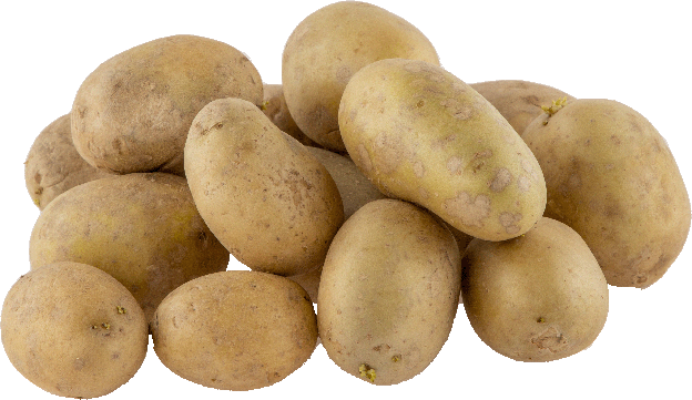 Bio Speisekartoffeln festkochend