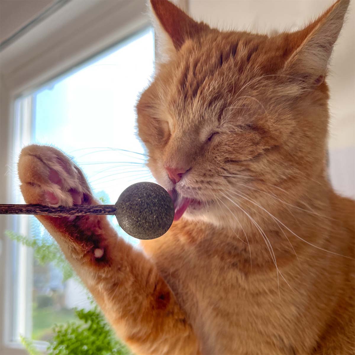 Aumüller Matatabi mit Catnip Lolli - 2er Set kaufen