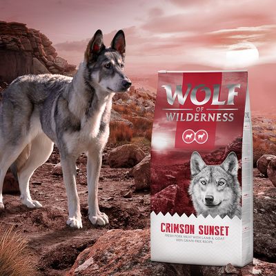 Wolf of Wilderness 