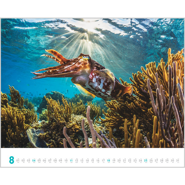 DIVE 2024 - Kalender