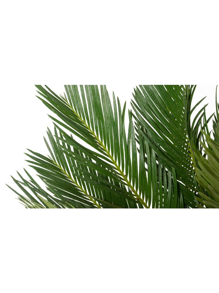 OH2 Japanische Cycas-Palme in Grün günstig kaufen onesize