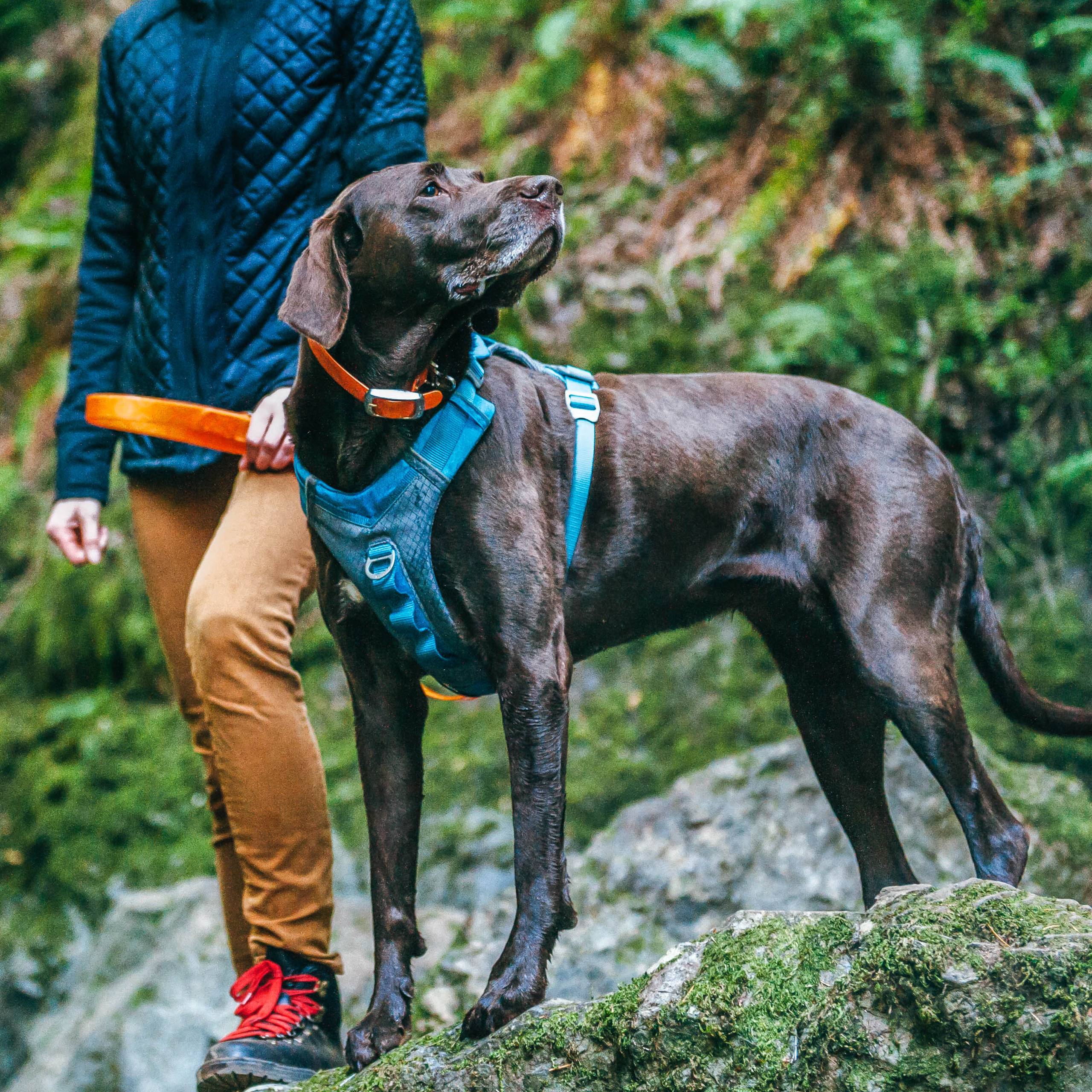 Kurgo Hundegeschirre Kurgo Journey Air Hundegeschirr blau/ grau S