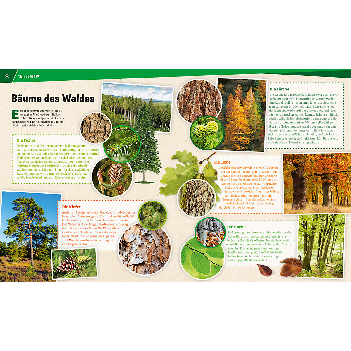 WAS IST WAS Wald - Mehr als nur Bäume