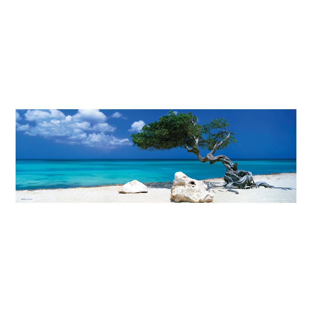 Bild Divi DiviI Baum