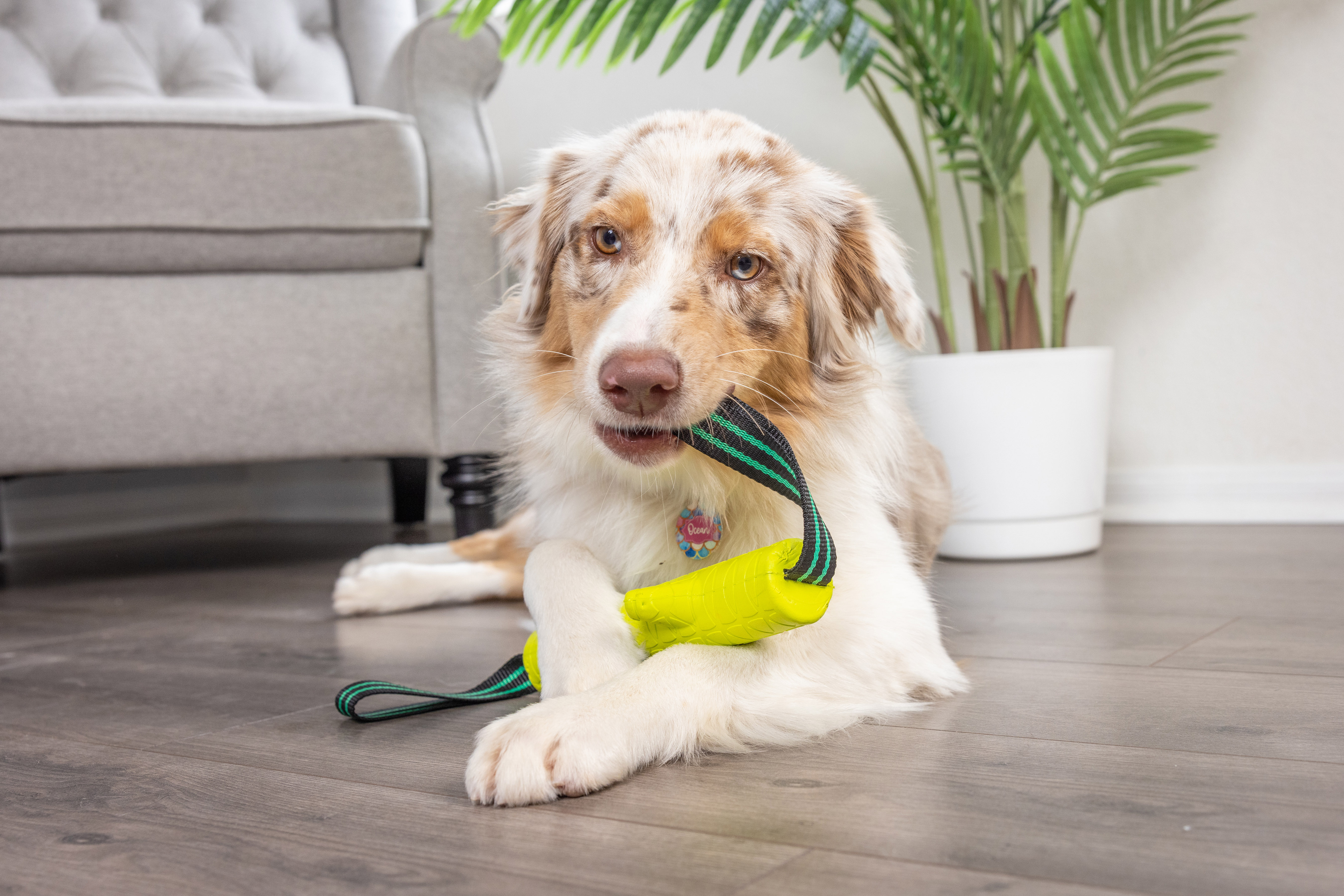 Hyper Pet Frisbees & Wurfspielzeug Hyper Pet Grab Tabs EVA Fetch Stick