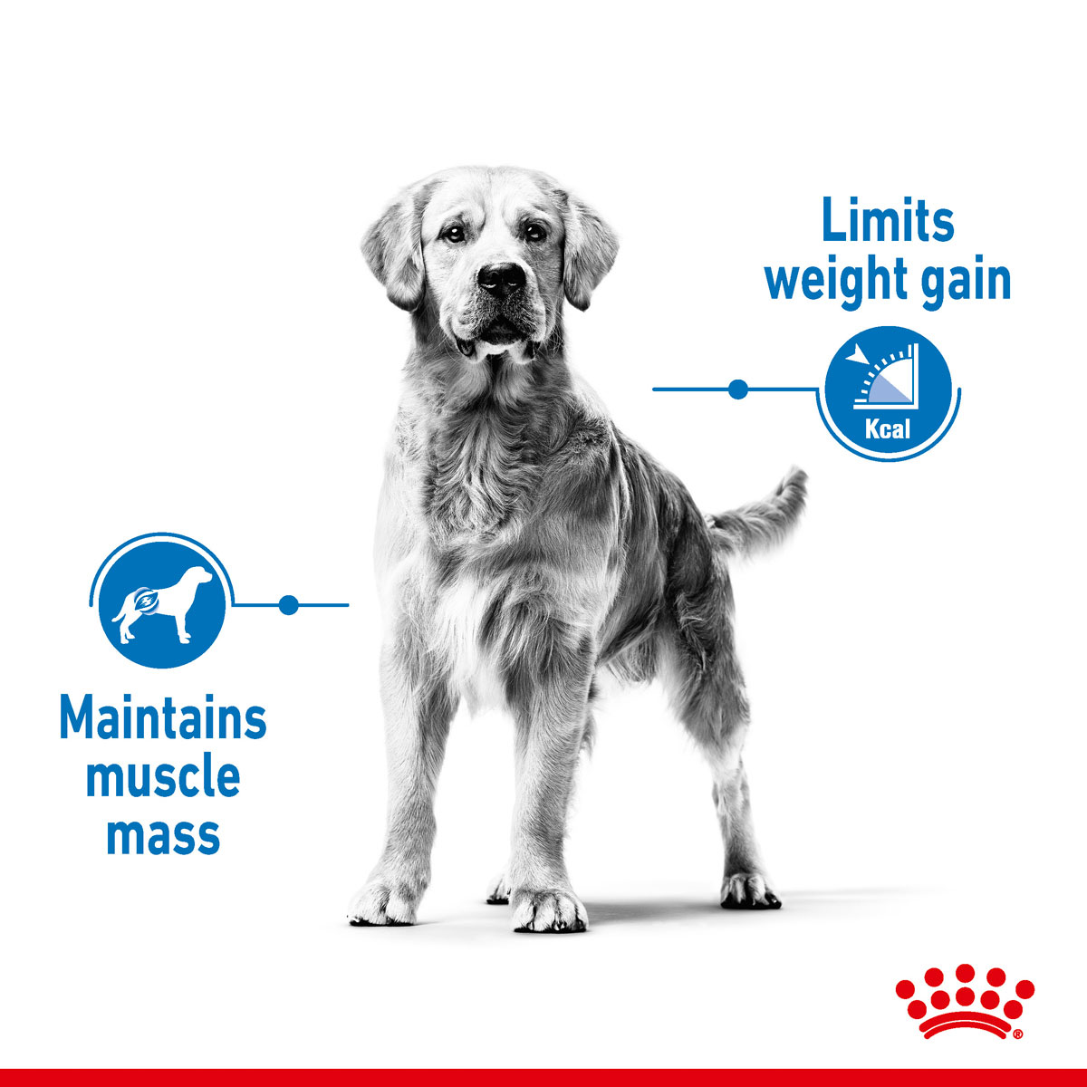 ROYAL CANIN LIGHT WEIGHT CARE MAXI Trockenfutter für zu Übergewicht neigenden Hunden