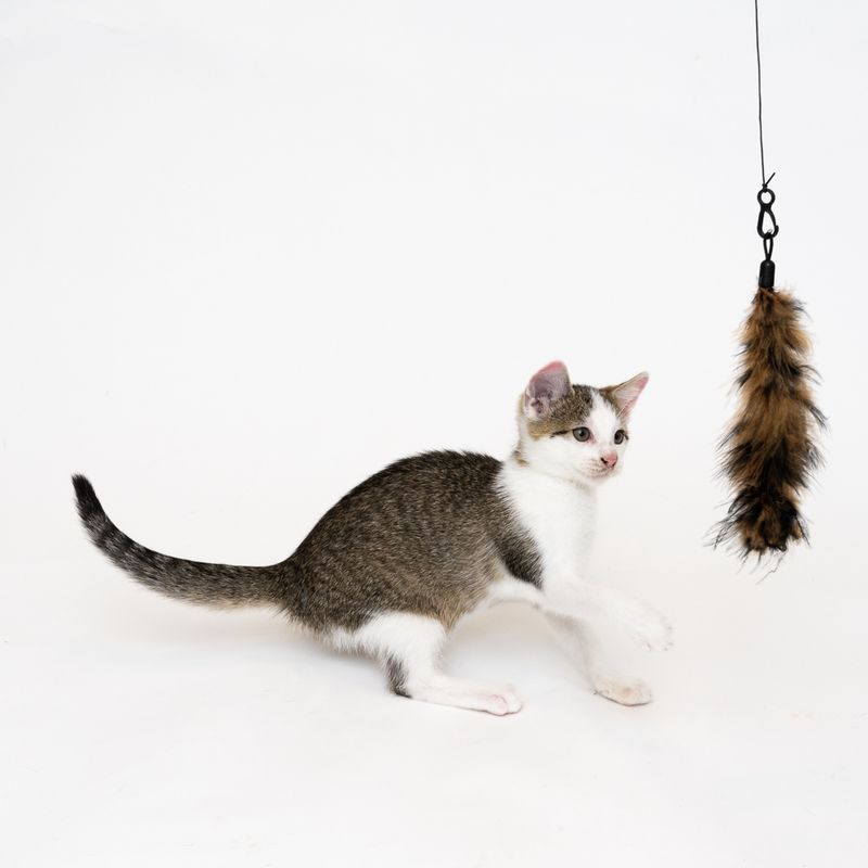 Katzenangel 3 in 1 XXL zu TOP-Preisen