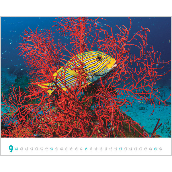 DIVE 2024 - Kalender