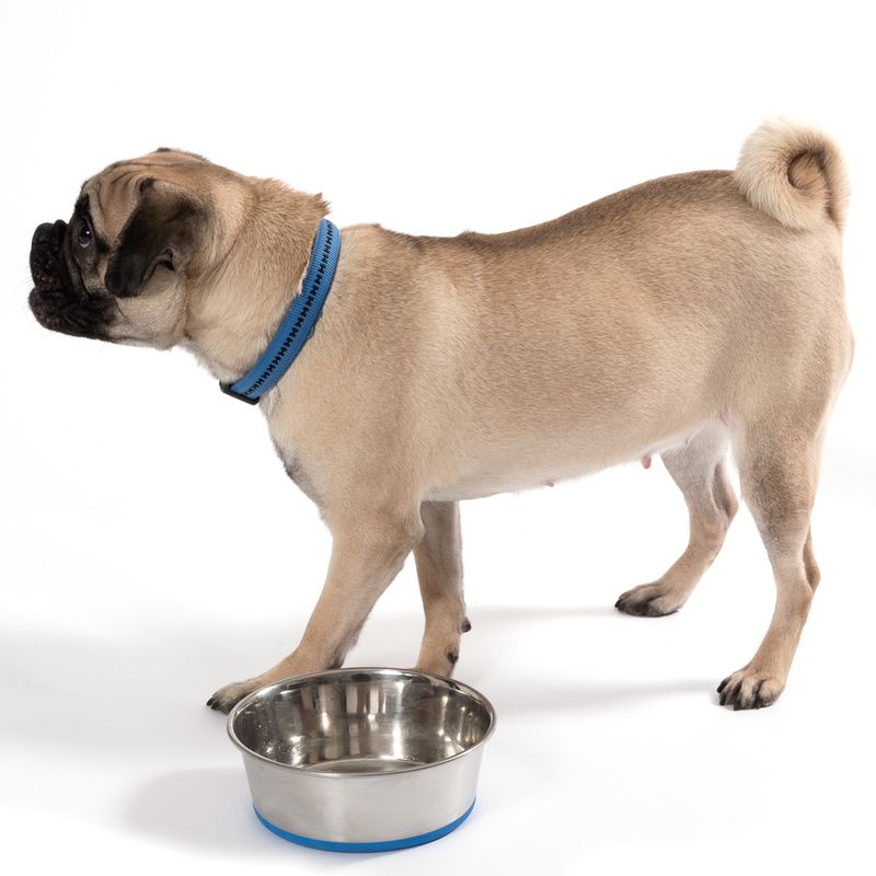 Welpen-Starterpaket für kleine Hunde zu TOP-Preisen