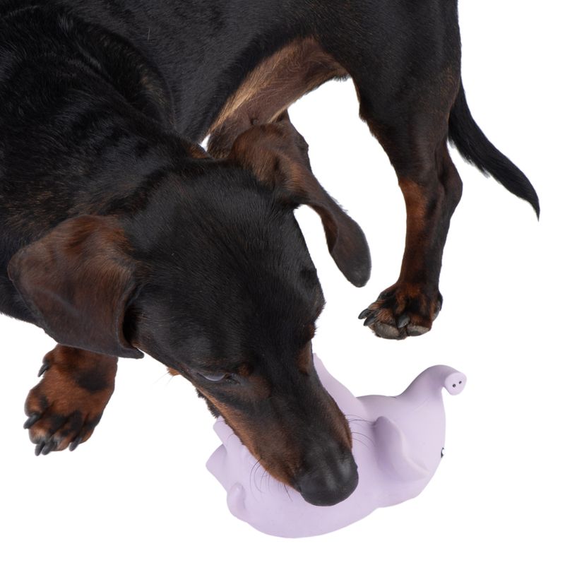 Hundespielzeug Latex Elma zu TOP-Preisen