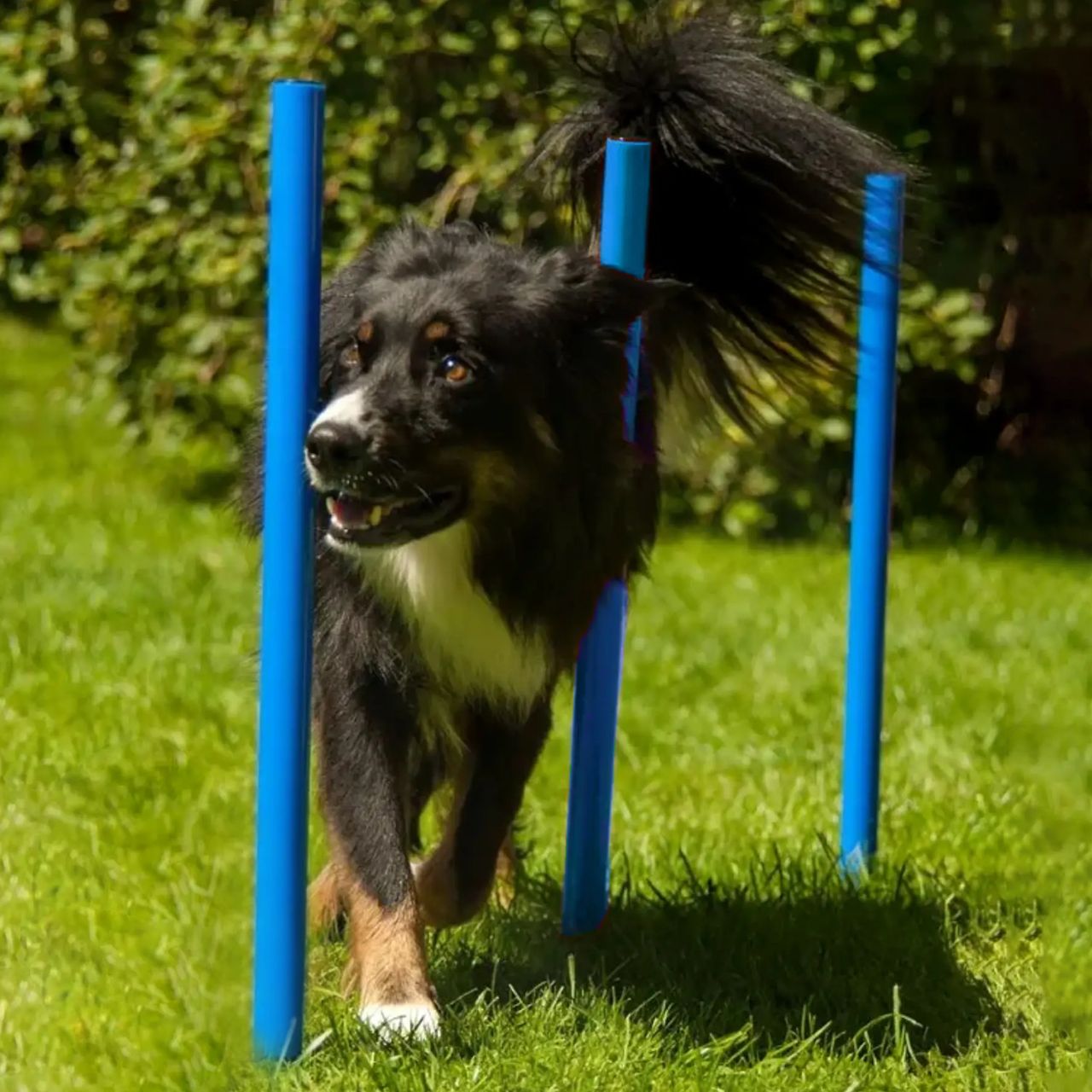 Lemodo Lemodo Hundetrainingsset, 12 Stk. Slalomstangen und 3 Stk. Hürdestangen