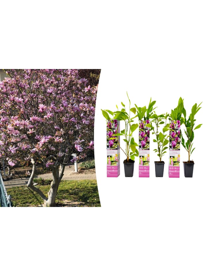 OH2 3er-Set Magnolien Susan in Rosa günstig kaufen onesize