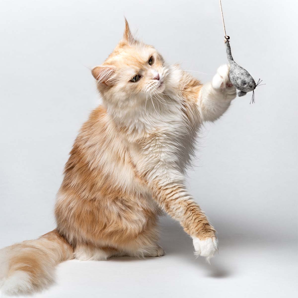 CATLABS Angelspielzeug Magische Maus günstig kaufen