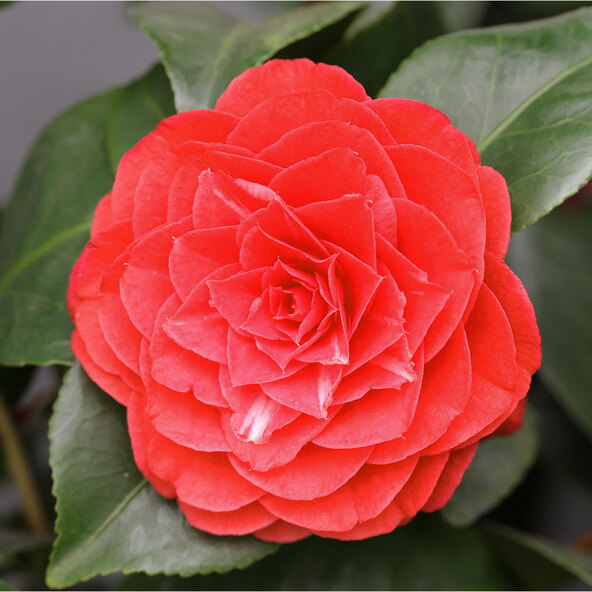 Garten-Kamelie Romantic Lady