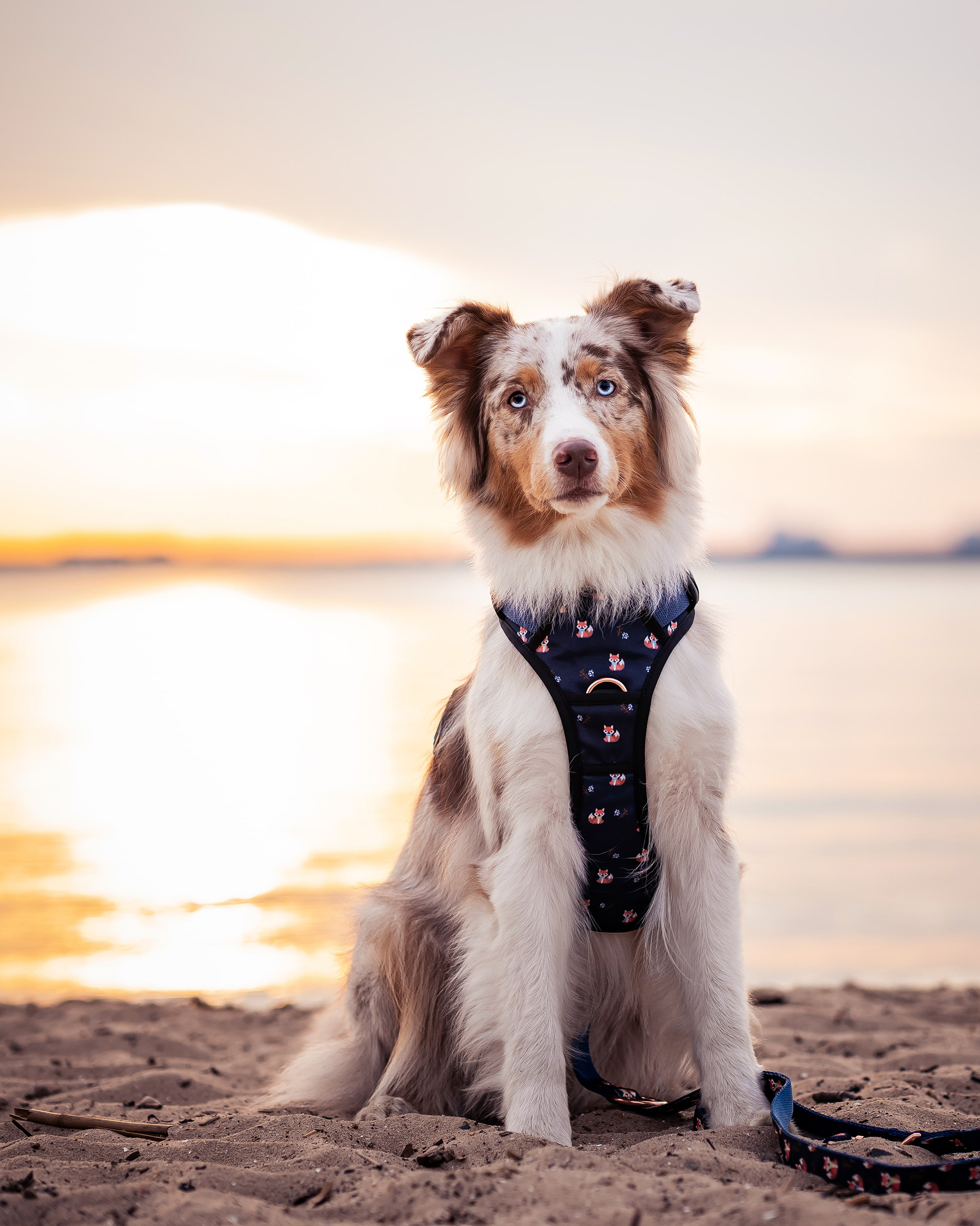 Freudentier Hundegeschirre Freudentier atmungsaktives Hundegeschirr 