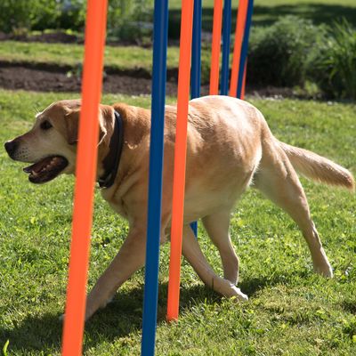 Agility Fun & Sport Slalom-Set