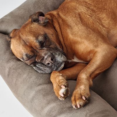 Hunter Hundesofa Bologna, stein
