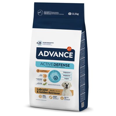 Advance Labrador Retriever Adult