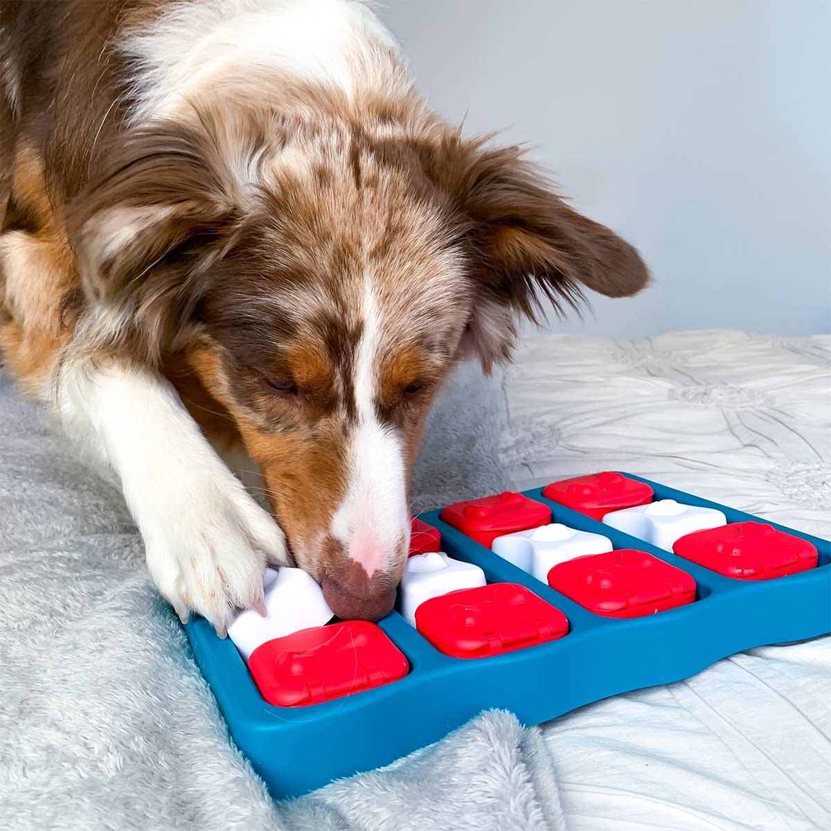 Dog Brick Intelligenzspielzeug günstig kaufen bei ZooRoyal