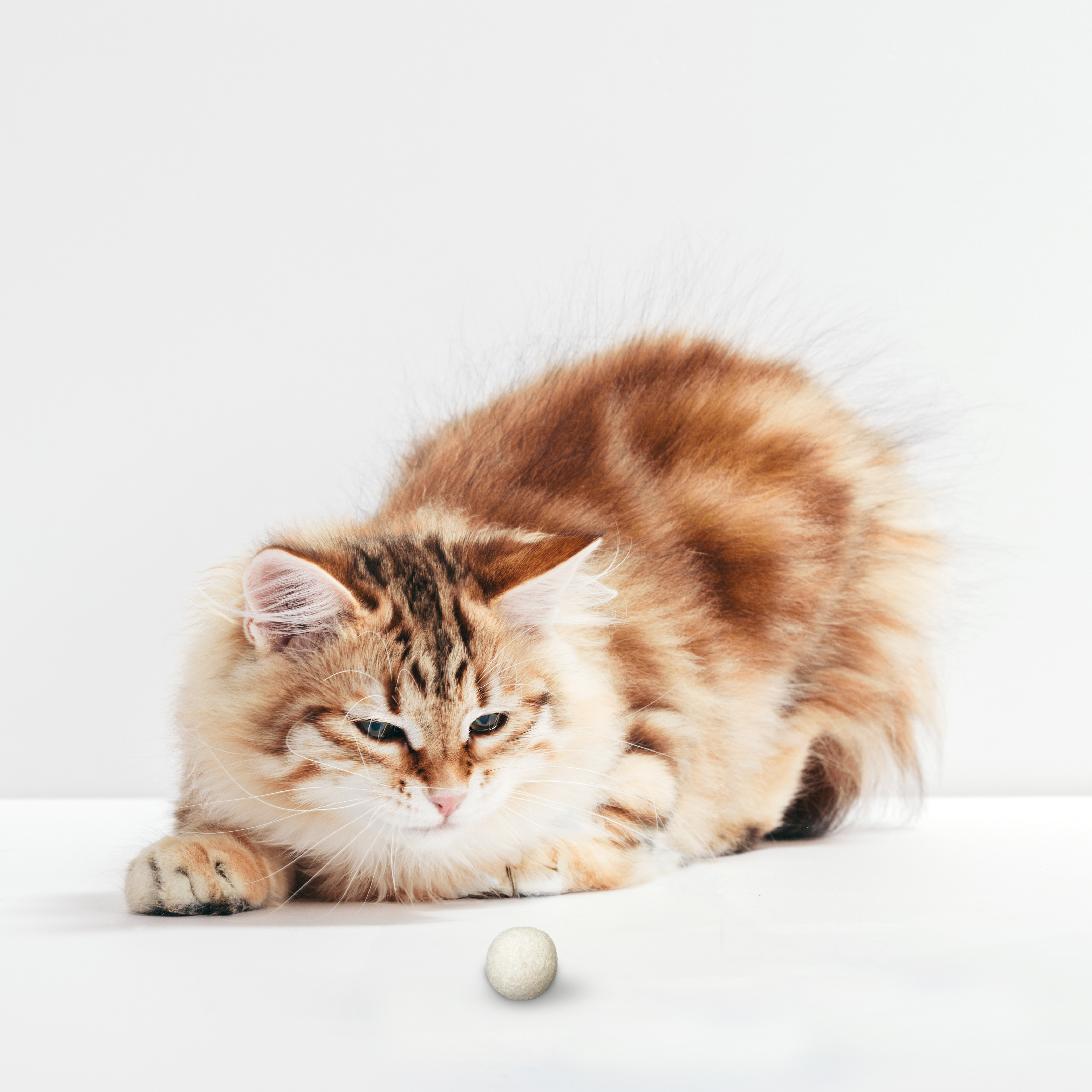 LEO LÖWENKATZ Spielmäuse & Bälle LEO LÖWENKATZ 5 Filzbälle, Spielbälle für Katzen aus reinem Wollfilz