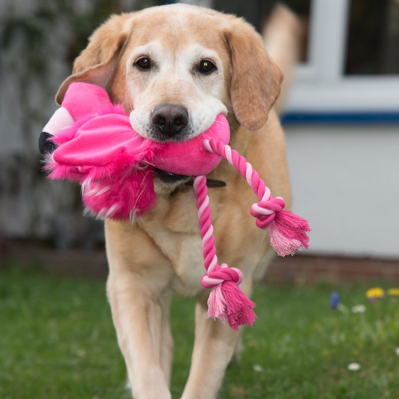 Hundespielzeug Flamingo mit Tau zu TOP-Preisen % bei bitiba.de