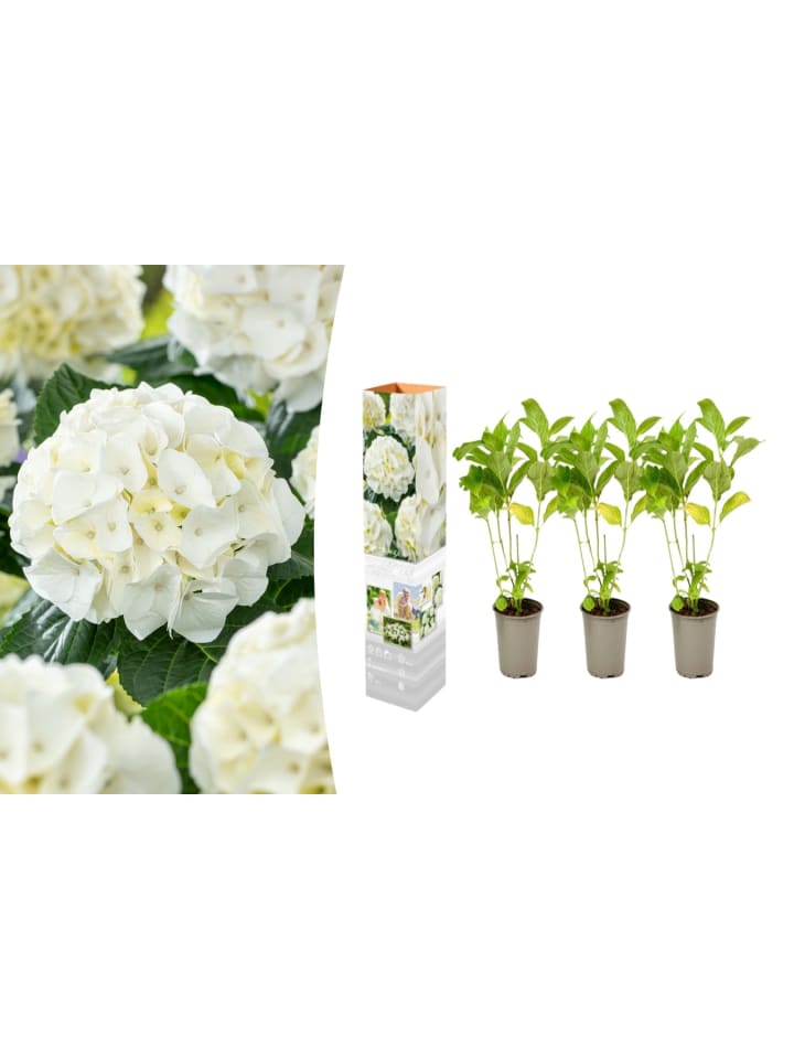 OH2 3-er: Set Hortensie (Hydrangea macrophylla) in Weiss günstig kaufen onesize