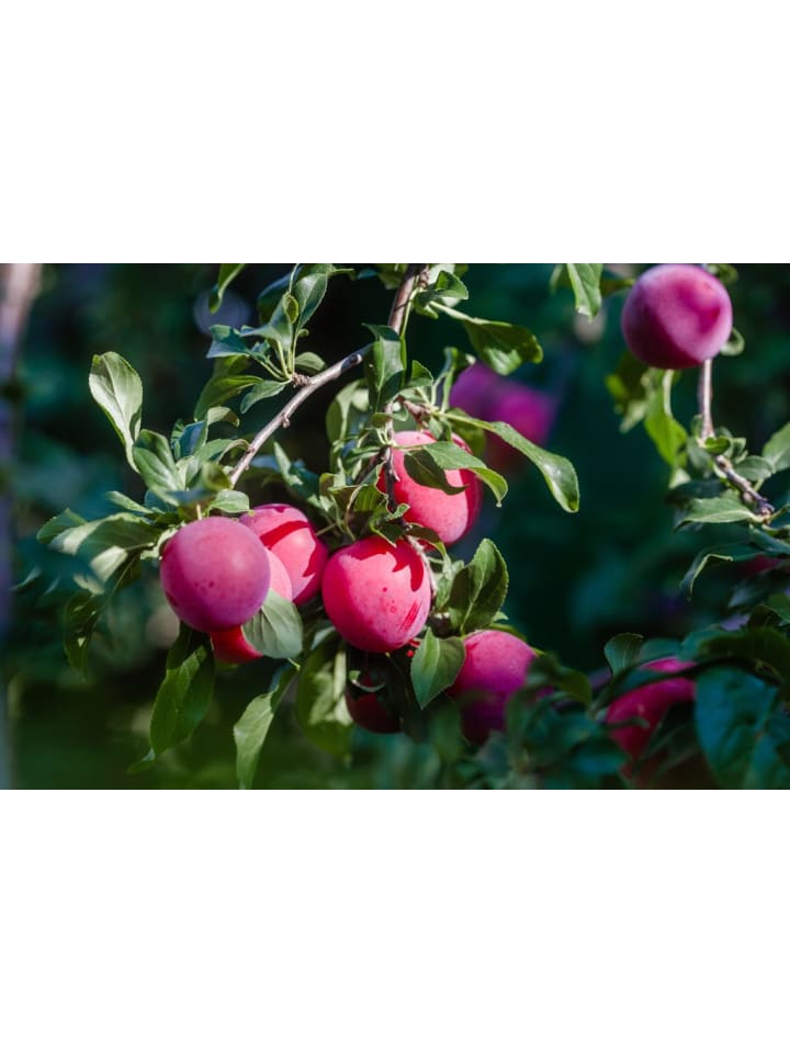OH2 3er-Set Pflaume Opal Obstbäume in Bunt günstig kaufen onesize
