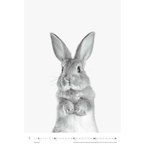 ANIMALS 2024 - FOTO-KALENDER - POSTER-KALENDER - Kalender
