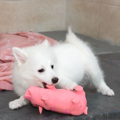 Hundespielzeug Latex-Schwein mit Stimme