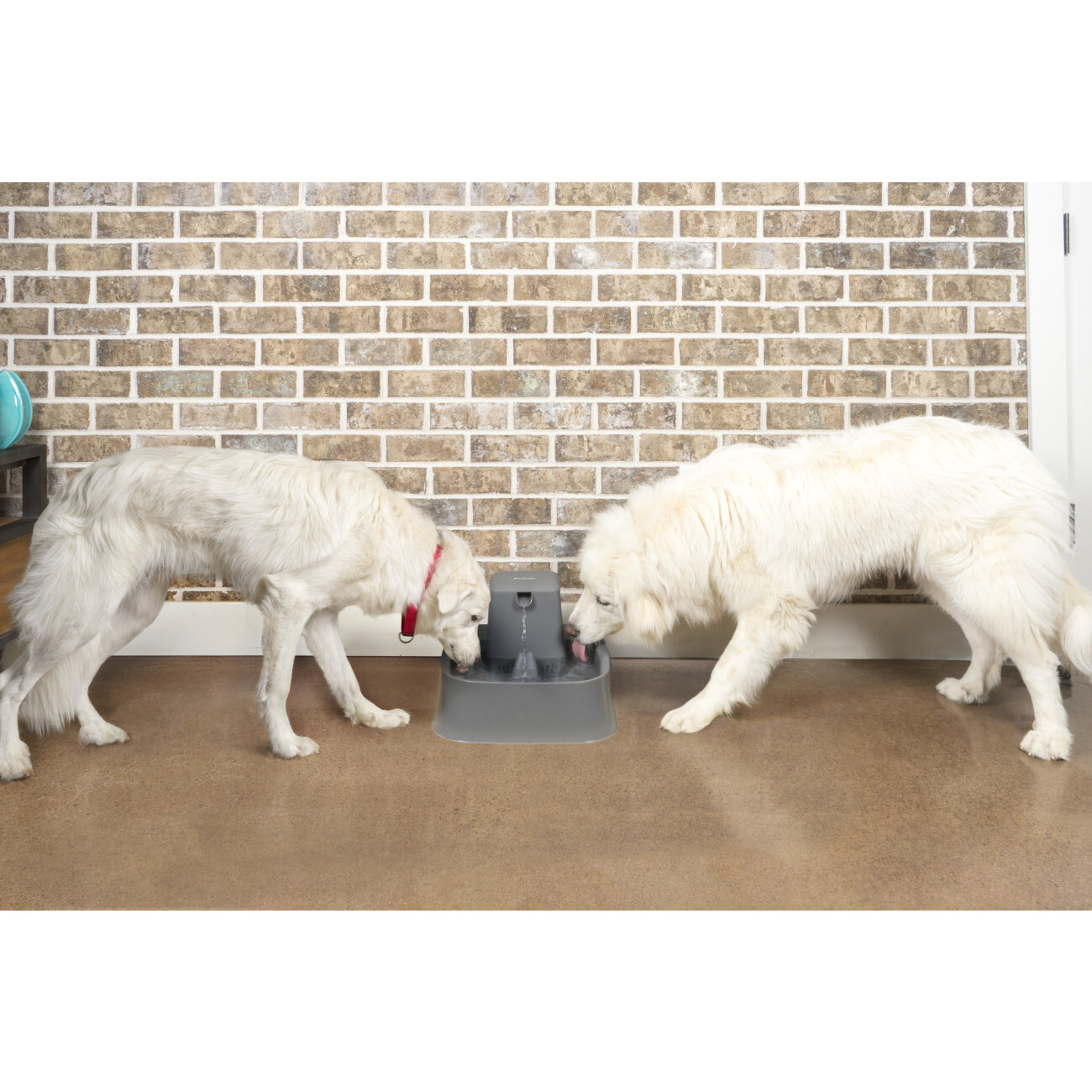 PetSafe Trinkbrunnen PetSafe Trinkbrunnen 7,5 l