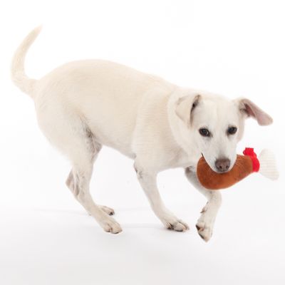 TIAKI Hundespielzeug Truthahnkeule