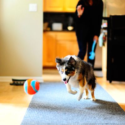 Chuckit! Indoor Ball