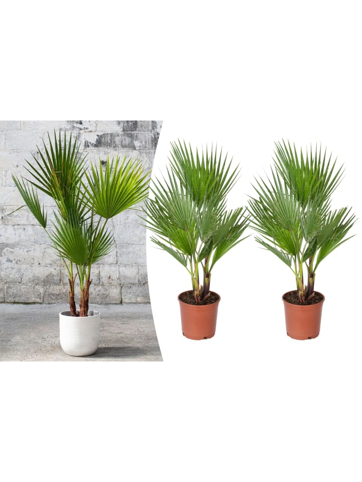 OH2 2er-Set: Washingtonia robusta Groß in Grün günstig kaufen onesize
