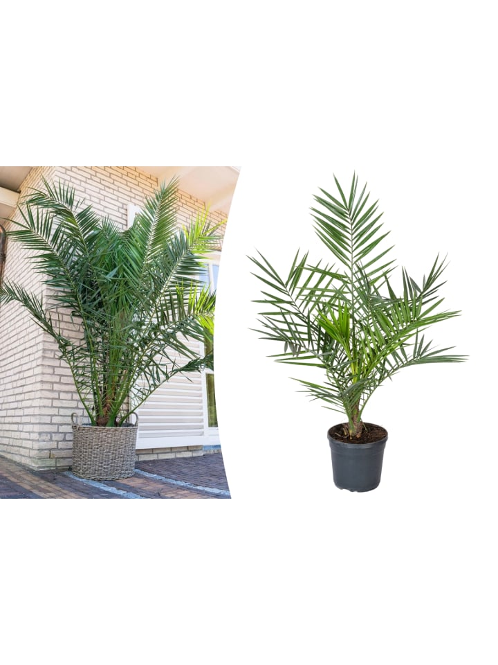 OH2 Phoenix canariensis Groß in Grün günstig kaufen onesize