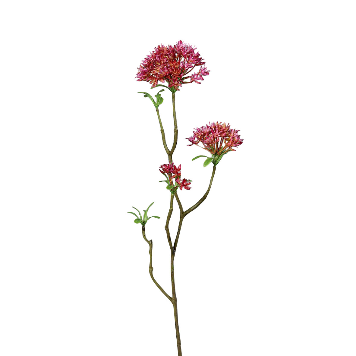 DPIBowardien 54cm