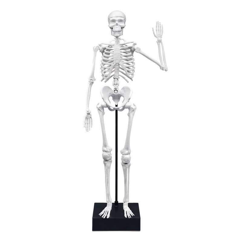 Squelette 45 cm Buki
